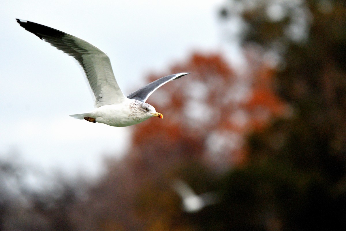 Lesser Black-backed Gull - ML646989486