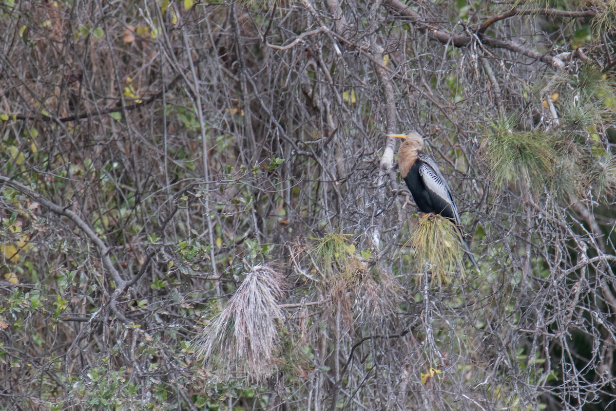 Anhinga - ML646989488