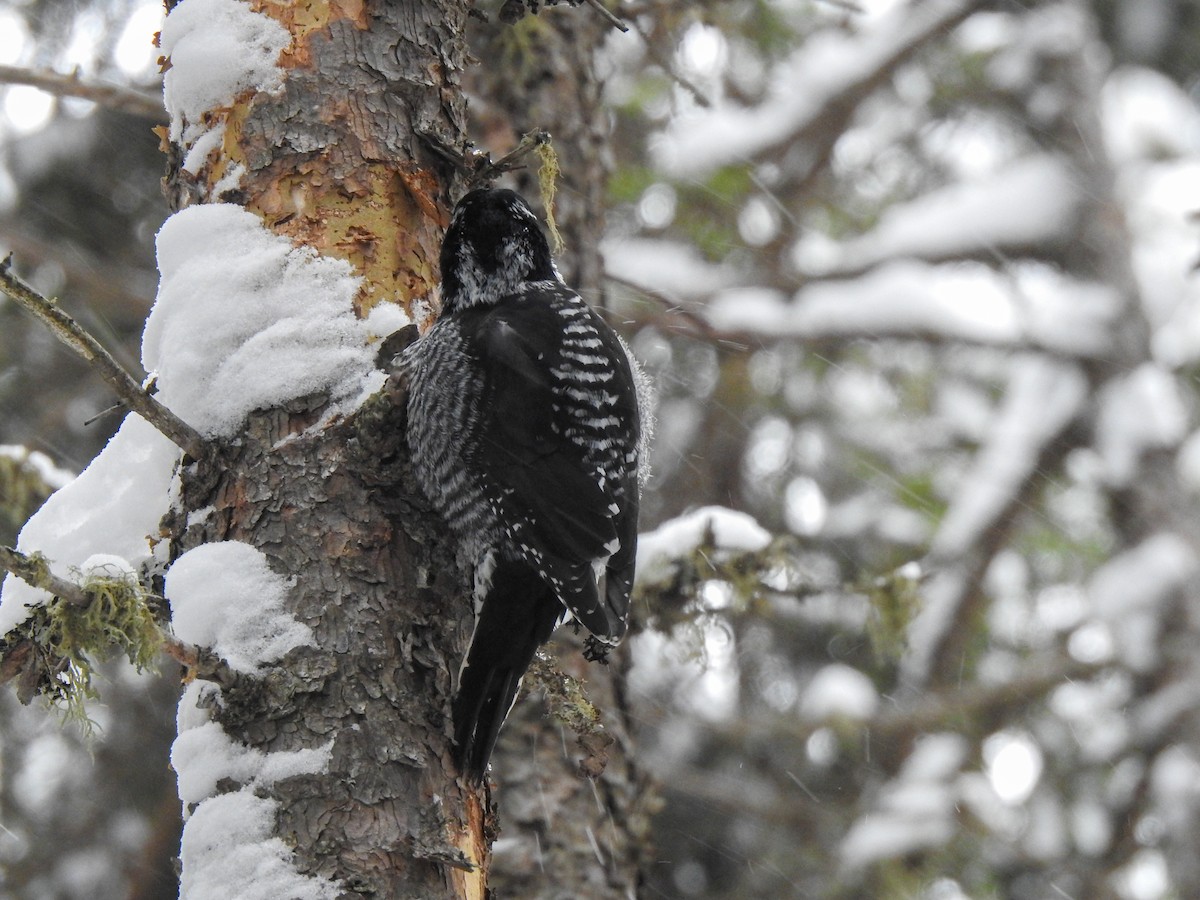 American Three-toed Woodpecker - ML646989494