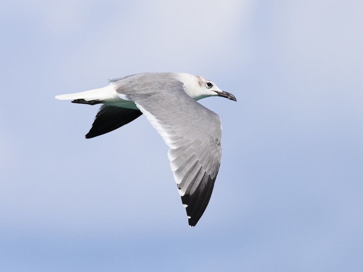 Мартин карибський - ML646989503