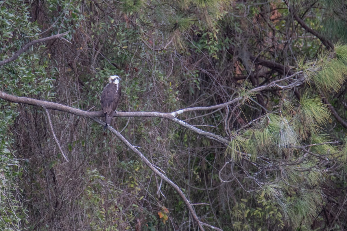 Osprey - ML646989507