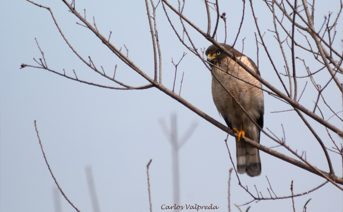 káně krahujová - ML646989508