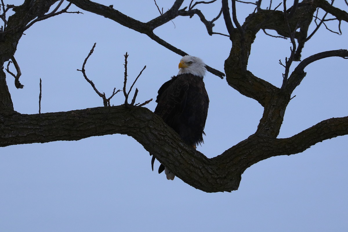 Ak Başlı Kartal - ML646989509
