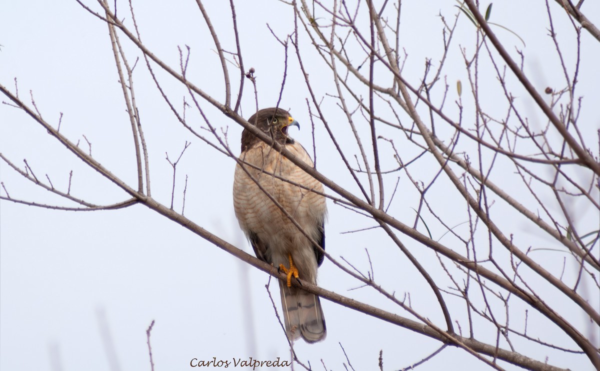 káně krahujová - ML646989513