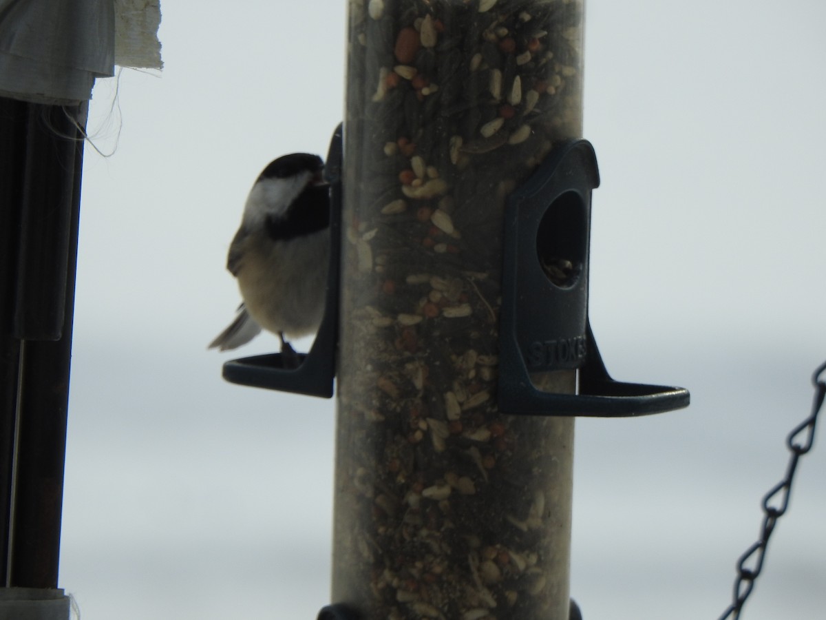 Karolina Baştankarası - ML646989514