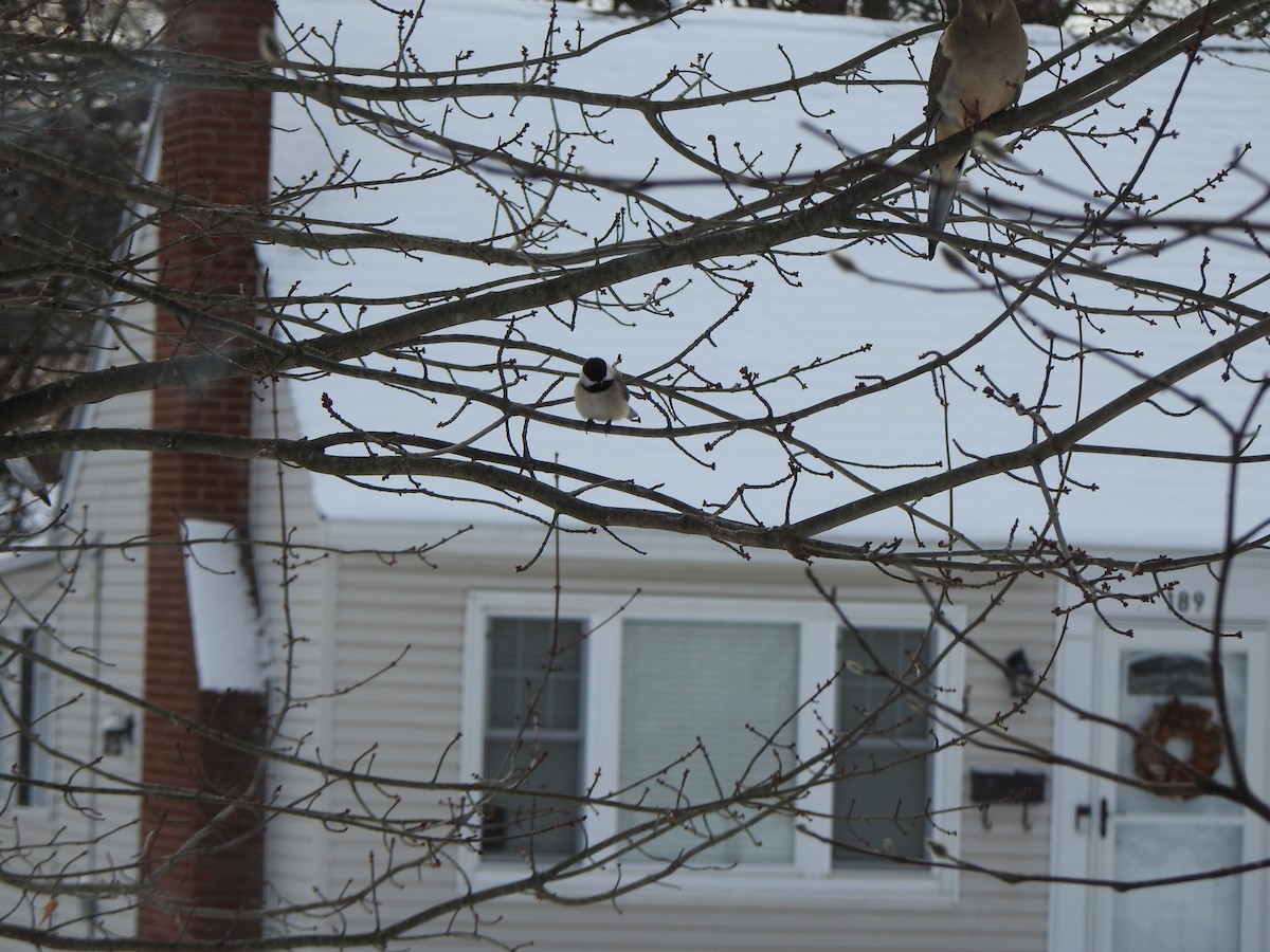 Karolina Baştankarası - ML646989515