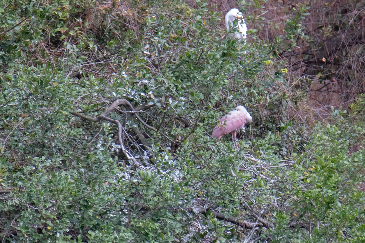Roseate Spoonbill - ML646989517