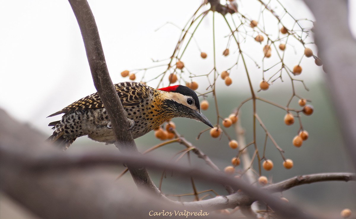 Green-barred Woodpecker - ML646989520