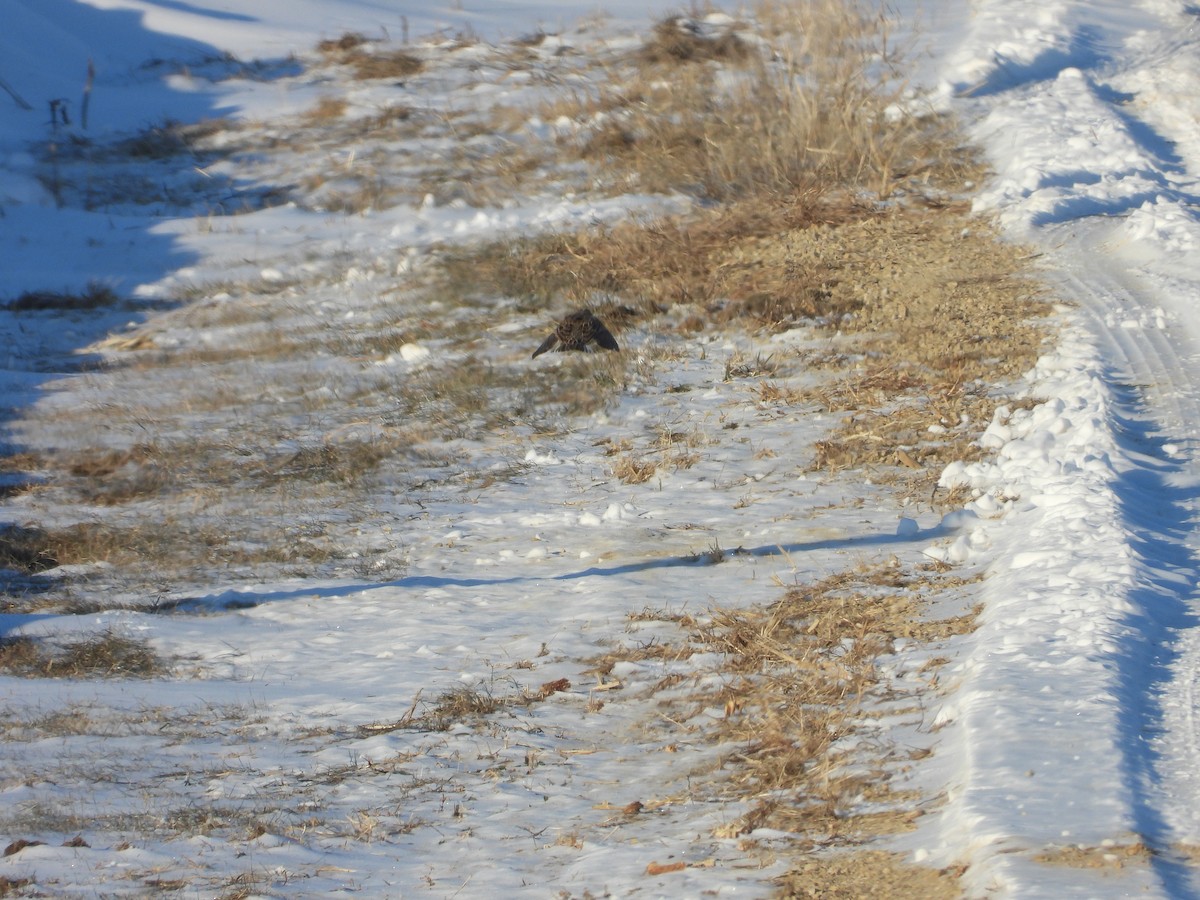 Western Meadowlark - ML646989521