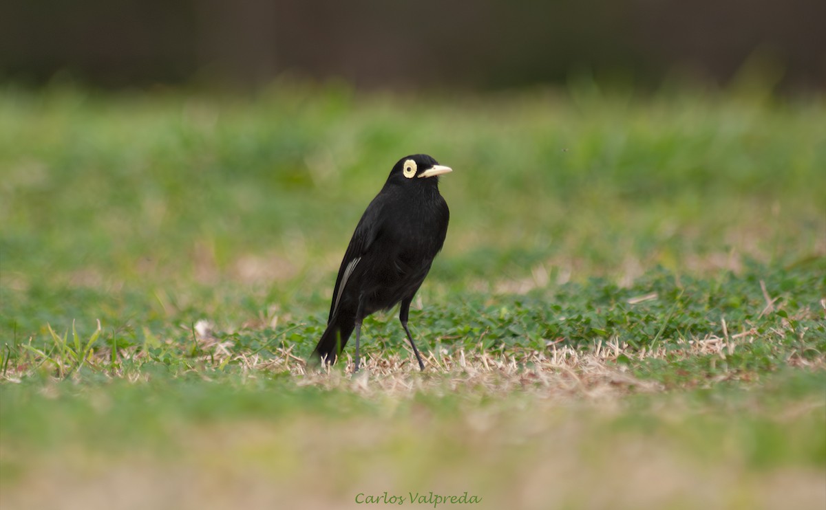 Brillendunkeltyrann - ML646989523