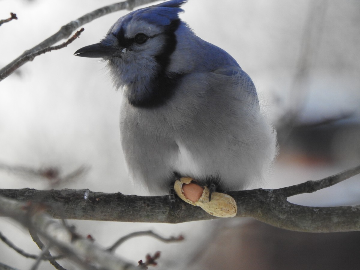 Mavi Karga - ML646989524