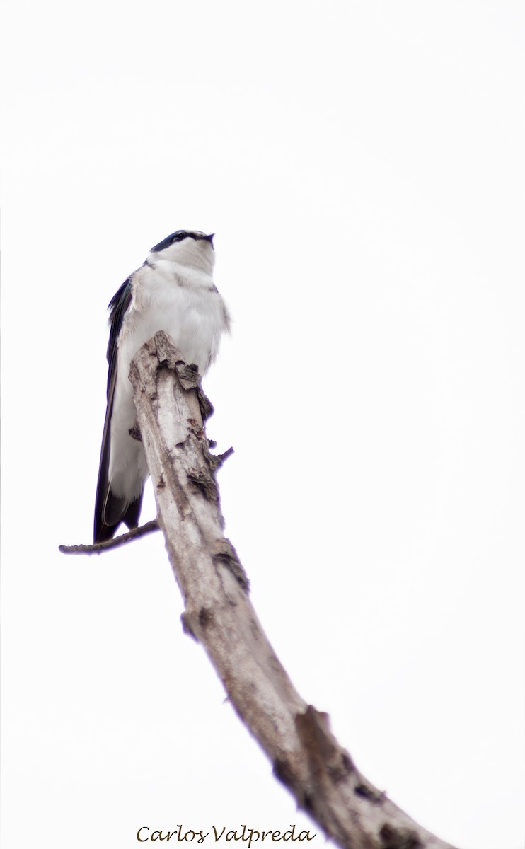 Weißbürzelschwalbe - ML646989533