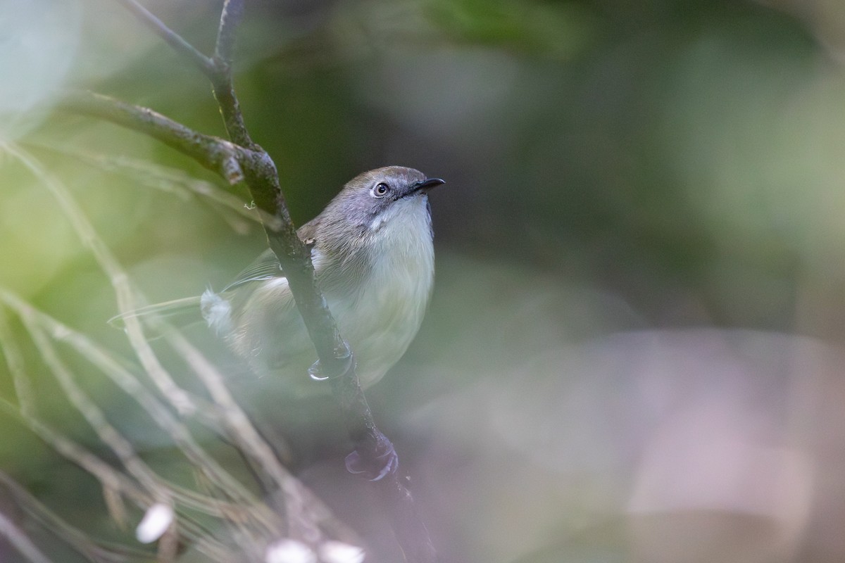 klatrekrattsmett - ML646989534