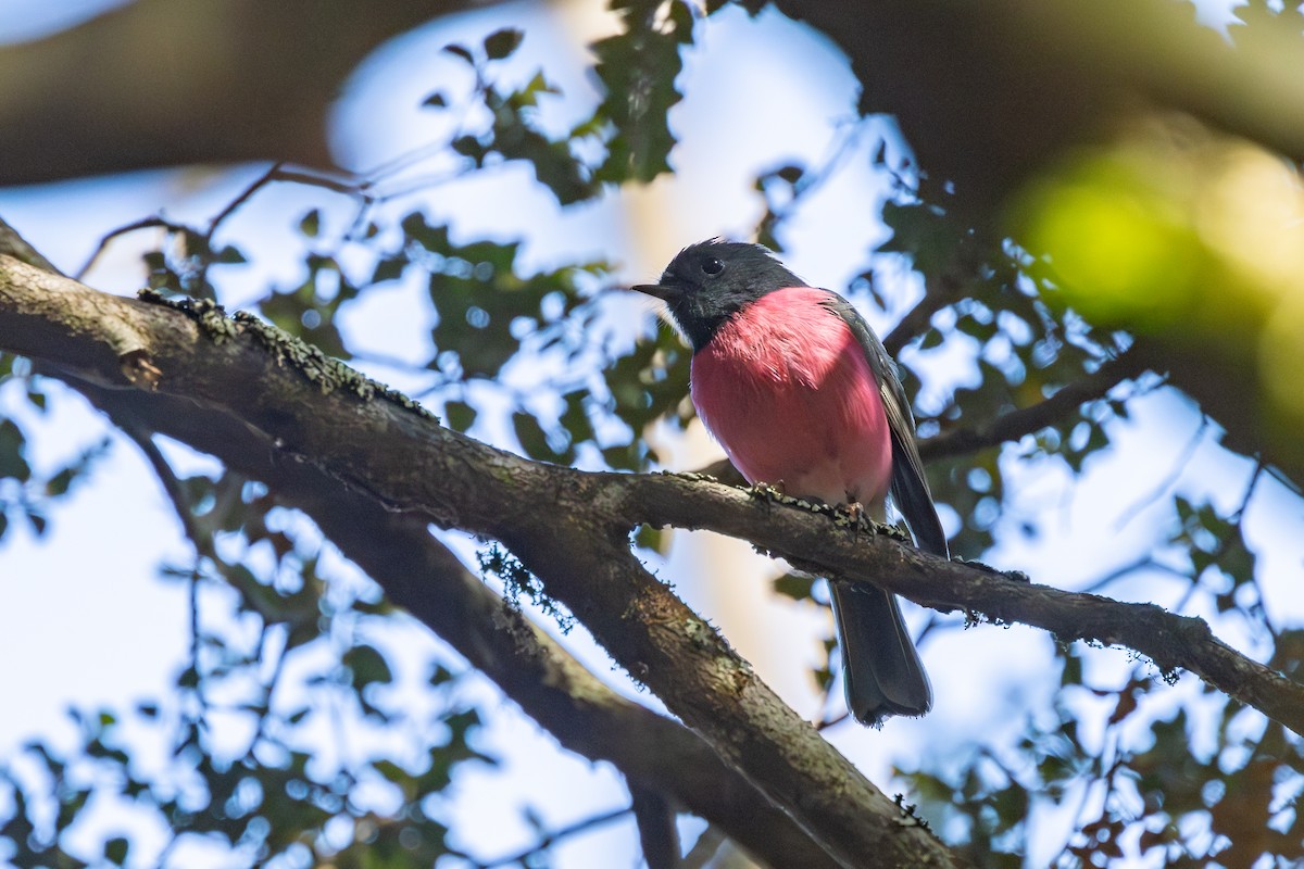 ravineflueskvett - ML646989535