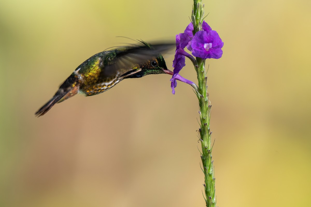 Black-crested Coquette - ML646989539