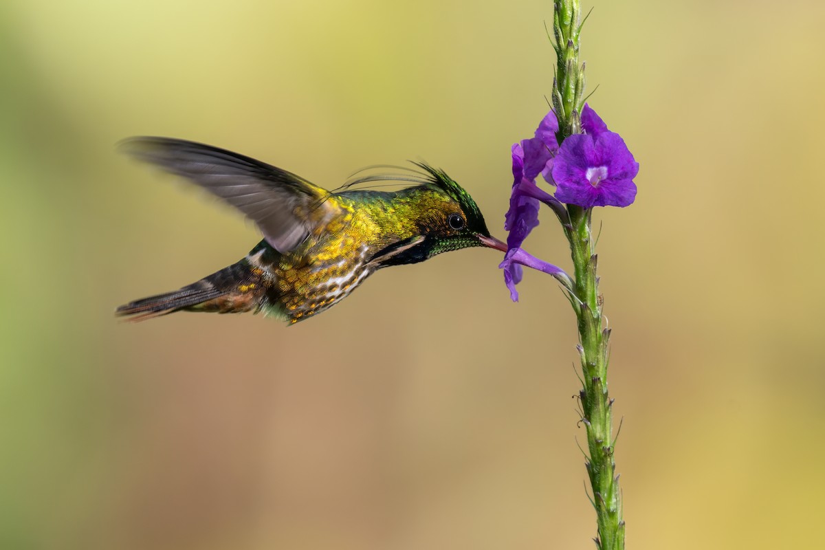 Black-crested Coquette - ML646989541
