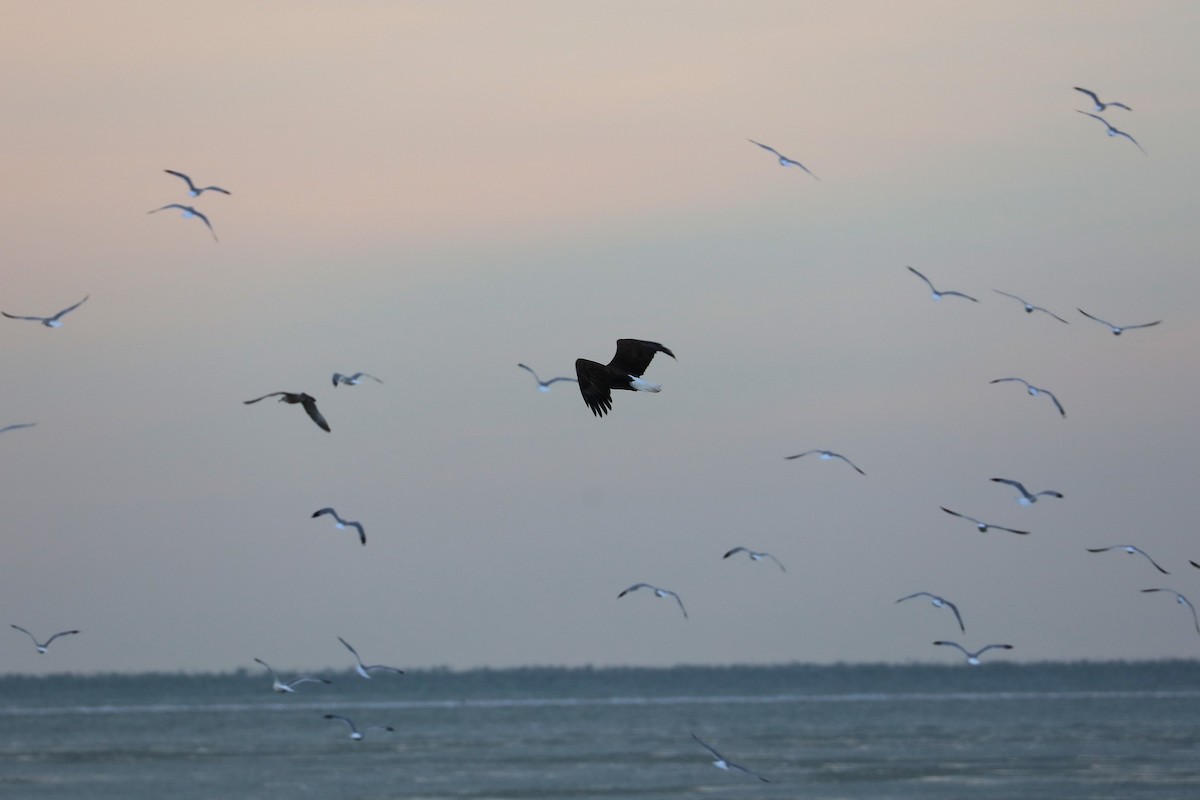 Ak Başlı Kartal - ML646989543