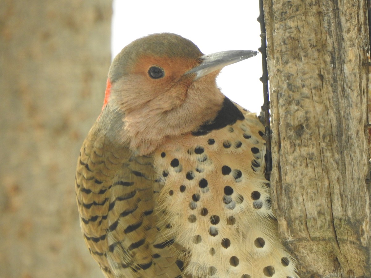 Altın Ağaçkakan - ML646989547