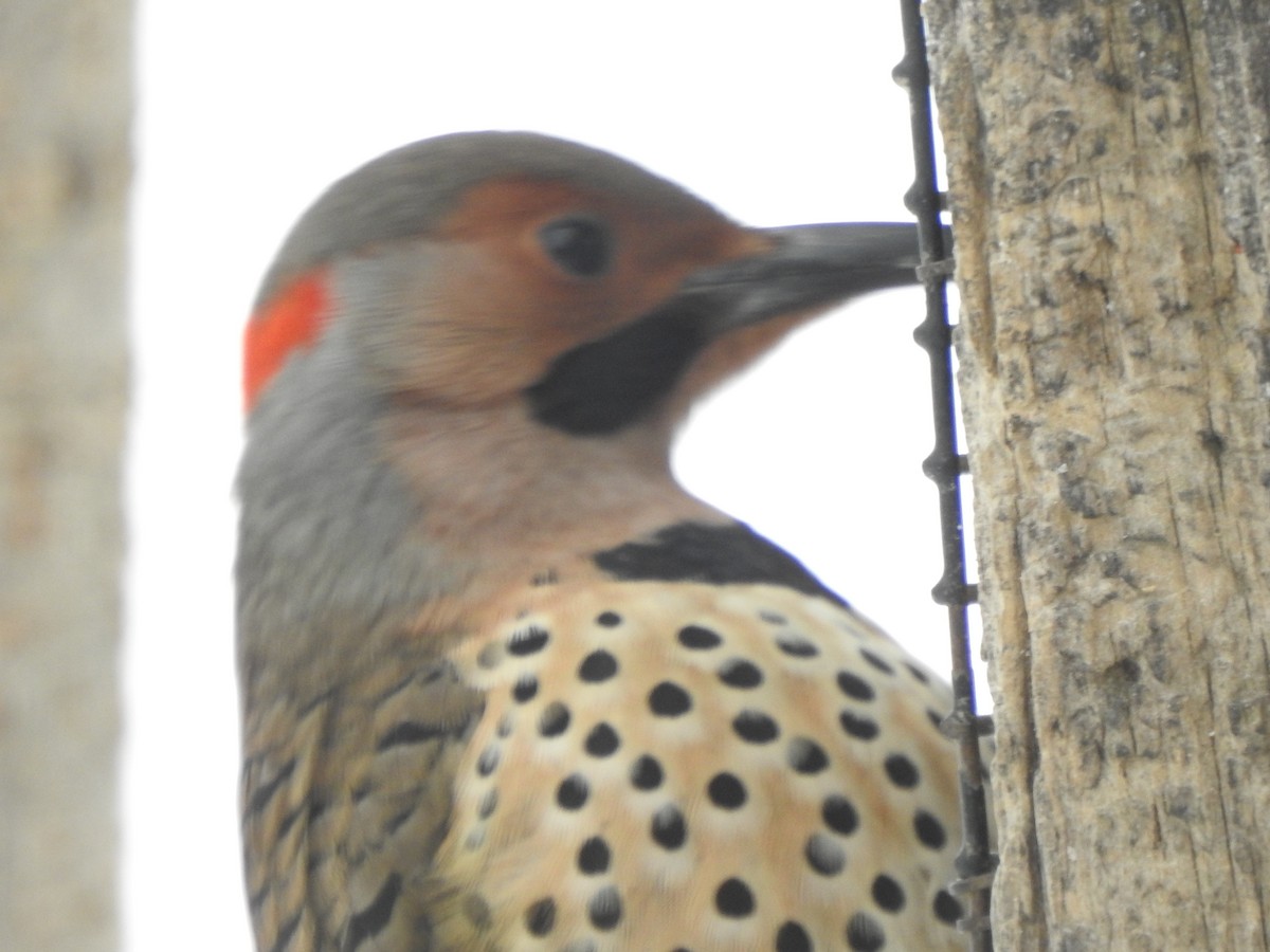 Altın Ağaçkakan - ML646989548