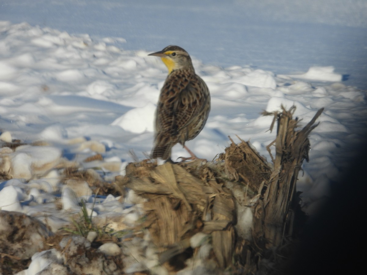 Western Meadowlark - ML646989553