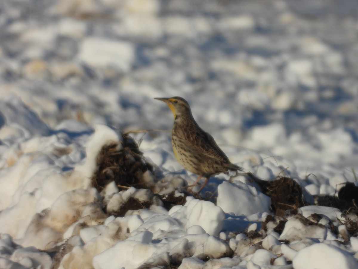 Western Meadowlark - ML646989554