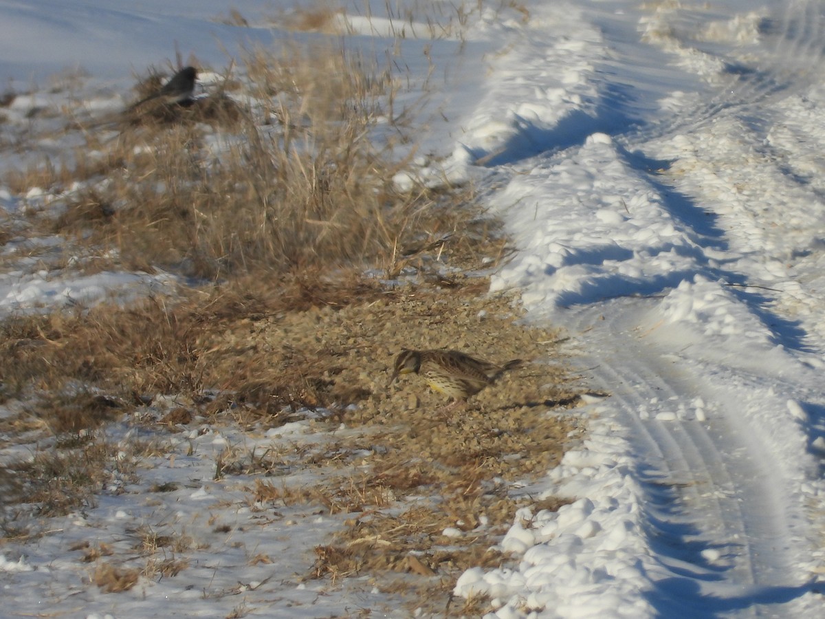 Western Meadowlark - ML646989555