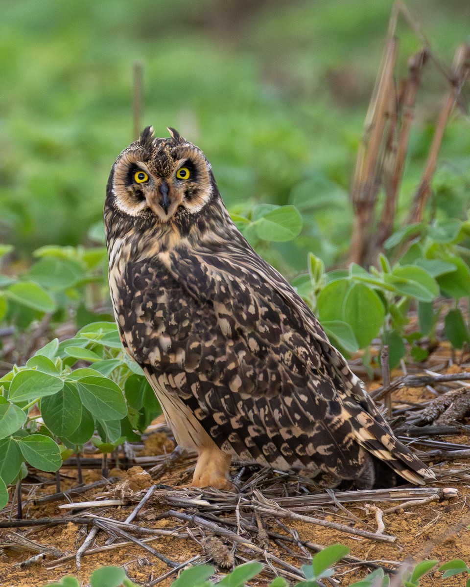 Short-eared Owl - ML646989558