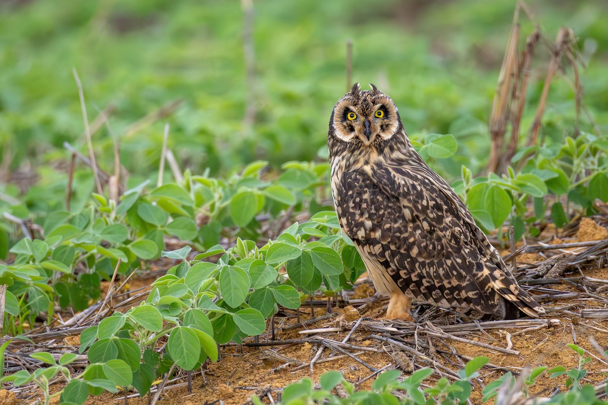 Short-eared Owl - ML646989559