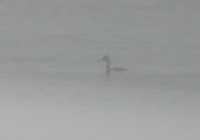 Пірникоза сірощока - ML646989560