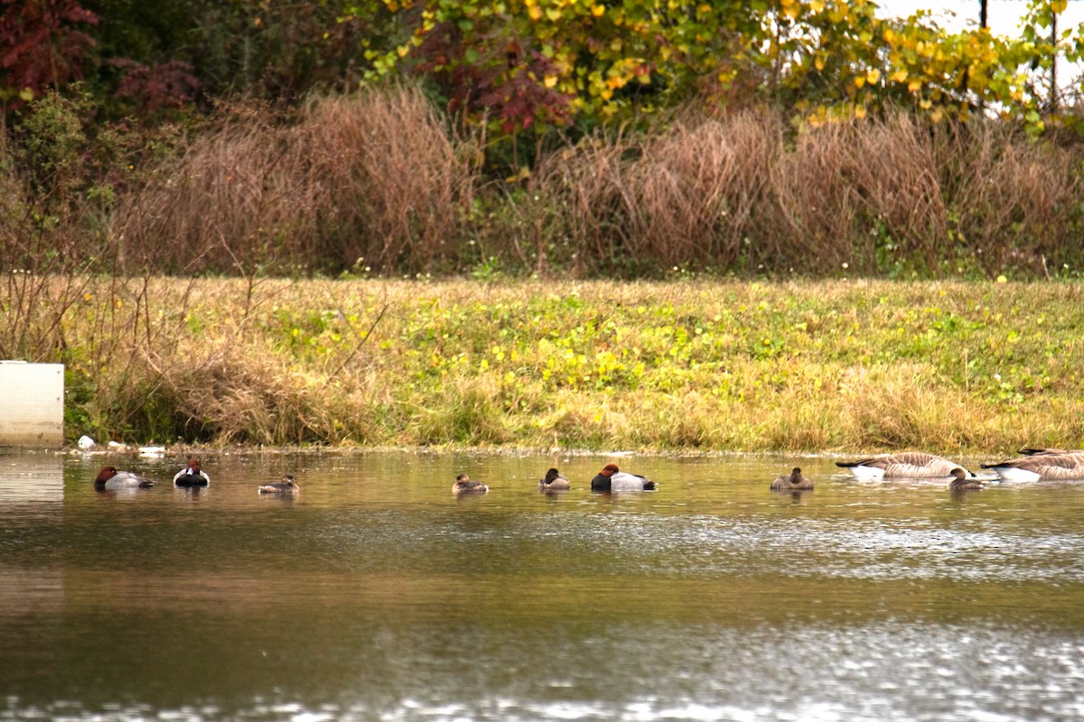 Redhead - ML646989562