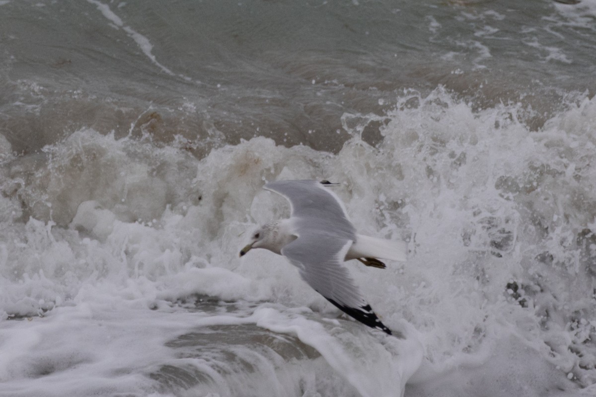 Ring-billed Gull - ML646989563