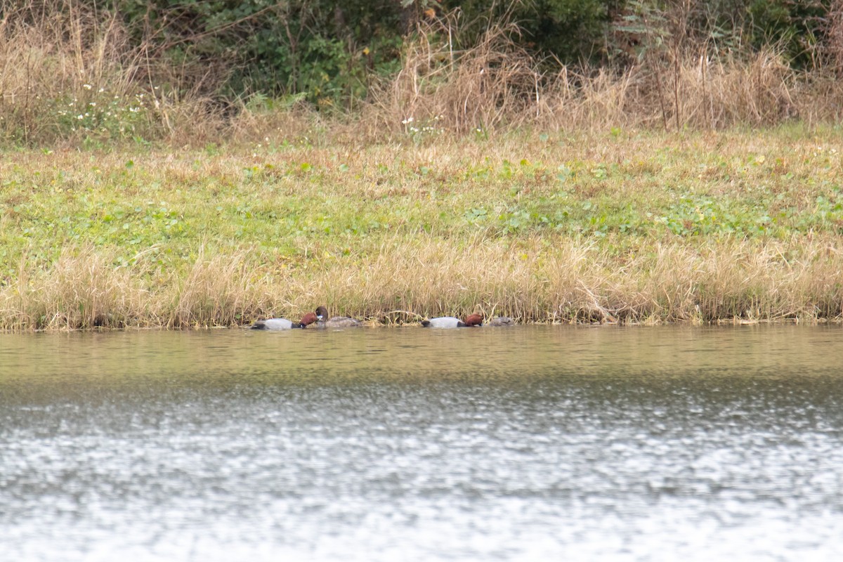 Redhead - ML646989565