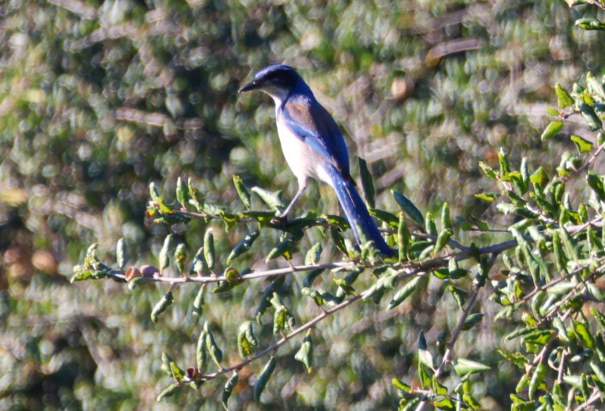 Geai buissonnier - ML646989567