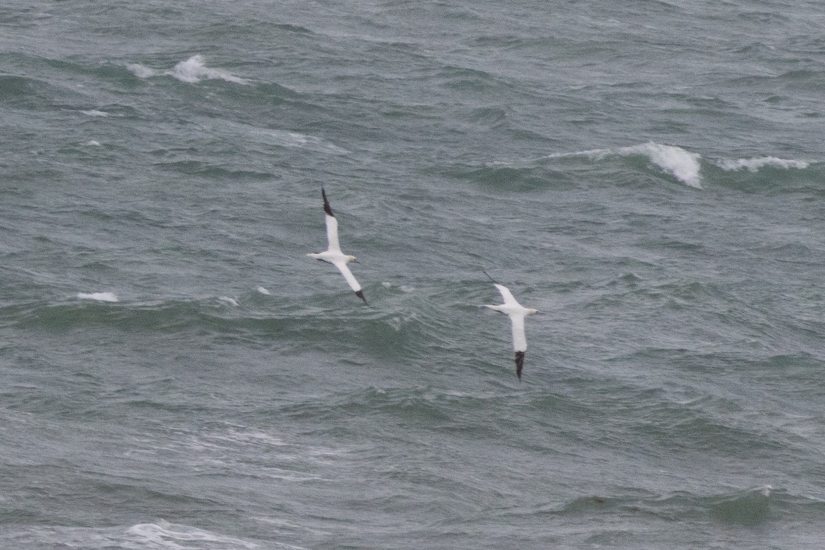 Northern Gannet - ML646989568