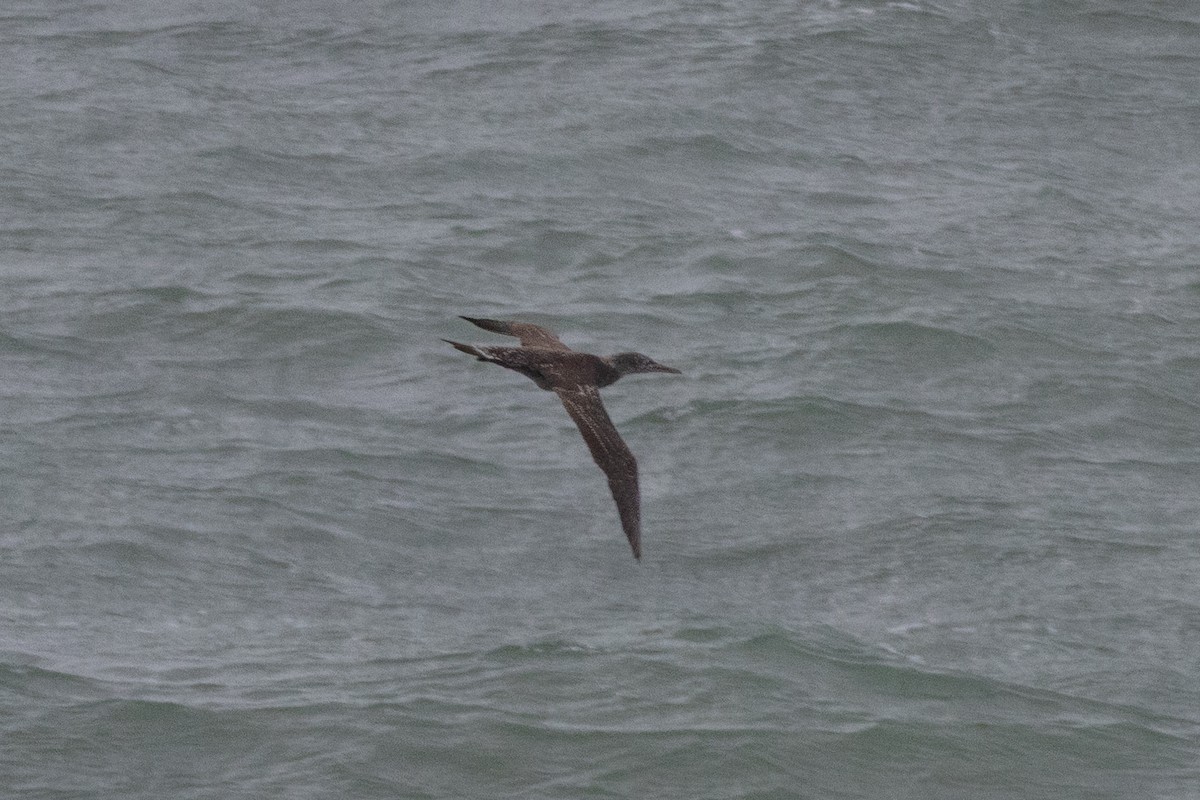 Northern Gannet - ML646989569