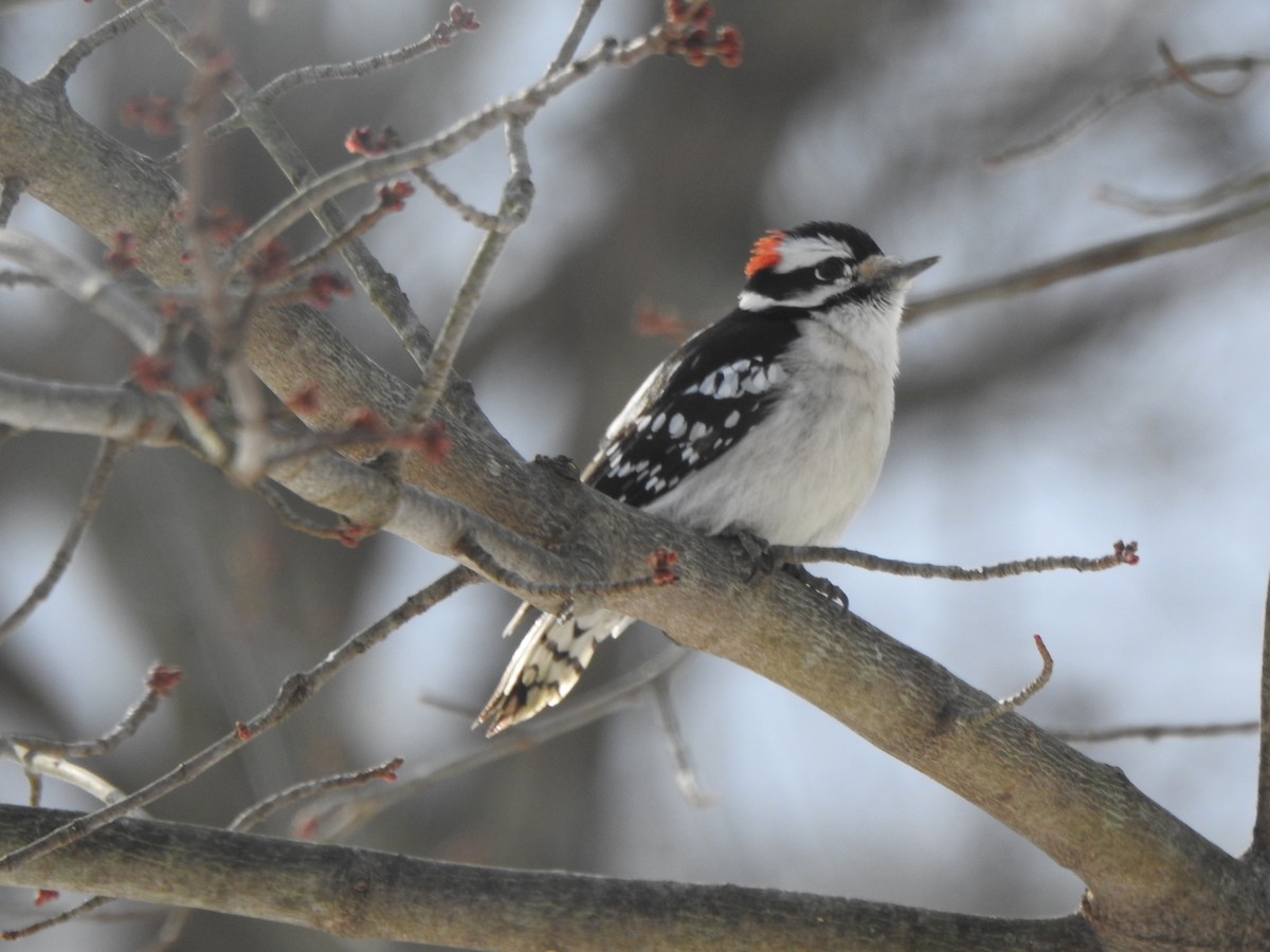 Yumuşak Tüylü Ağaçkakan - ML646989570