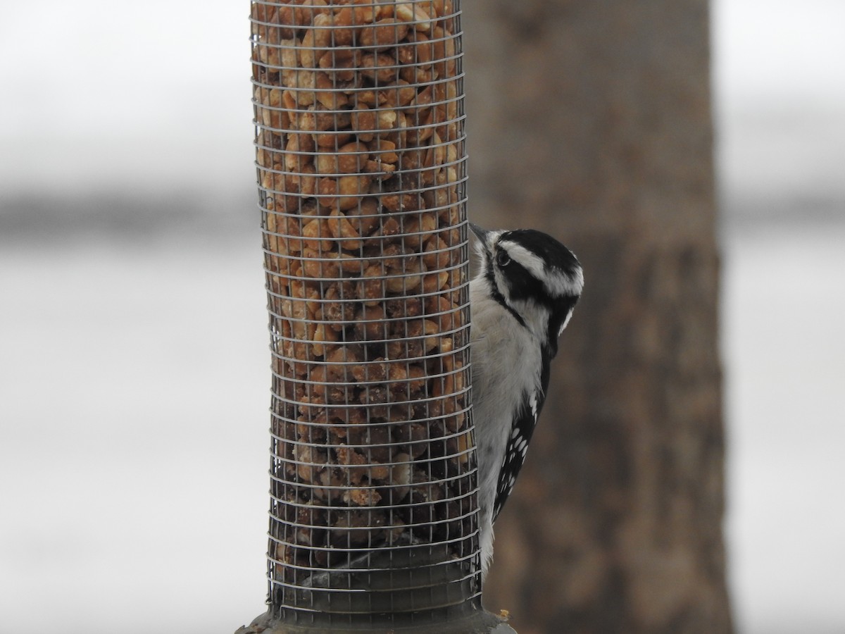 Yumuşak Tüylü Ağaçkakan - ML646989571