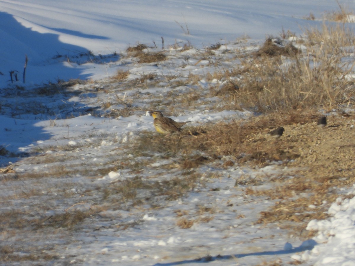 Western Meadowlark - ML646989572
