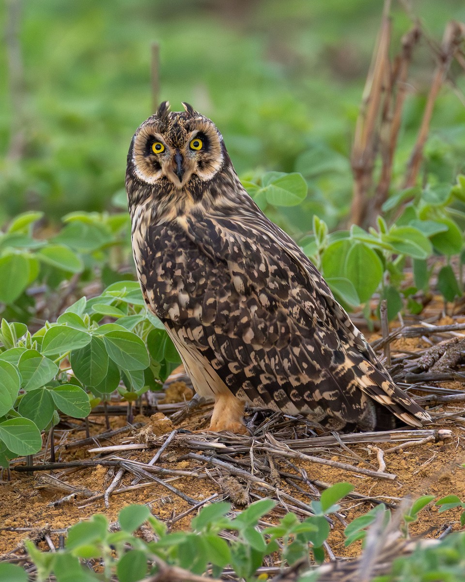 Short-eared Owl - ML646989573