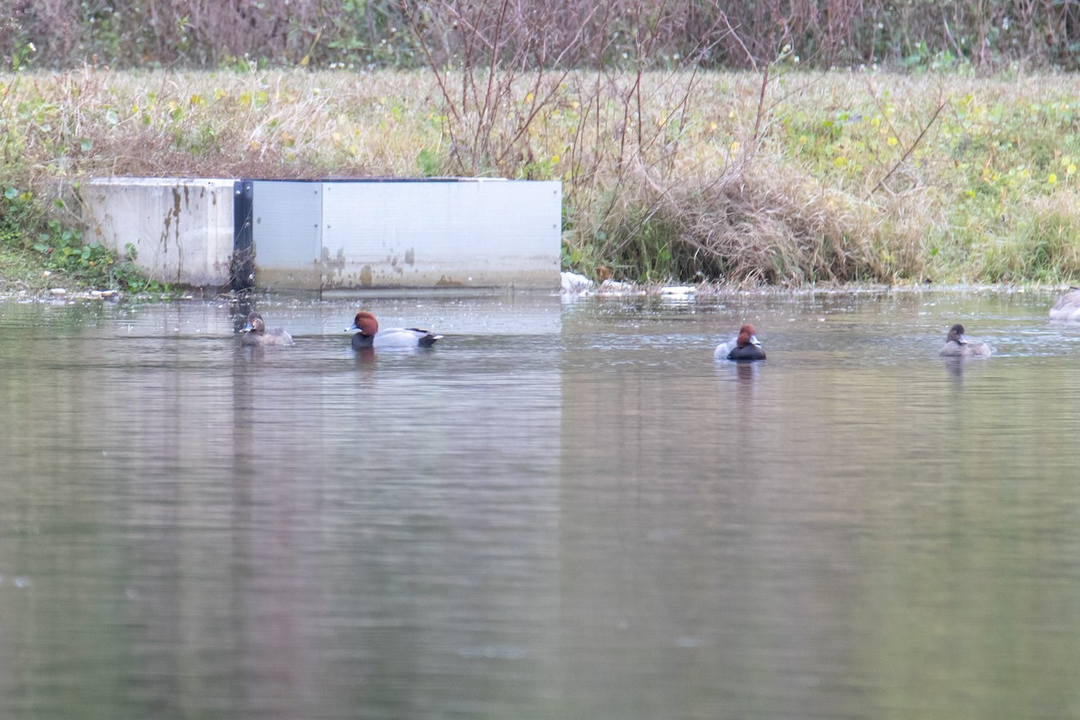 Redhead - ML646989574