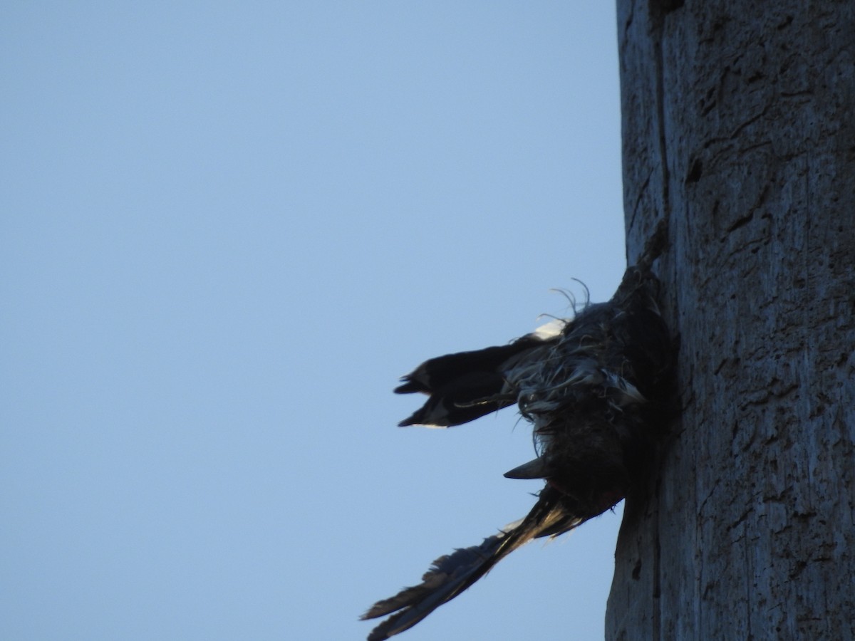 Red-headed Woodpecker - ML646989577