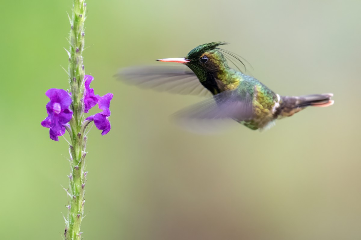 Black-crested Coquette - ML646989578