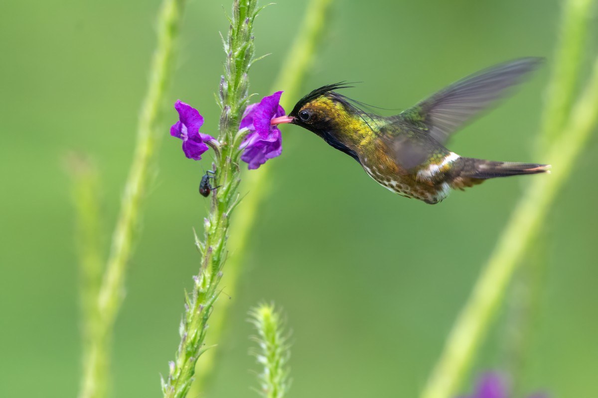 Black-crested Coquette - ML646989579