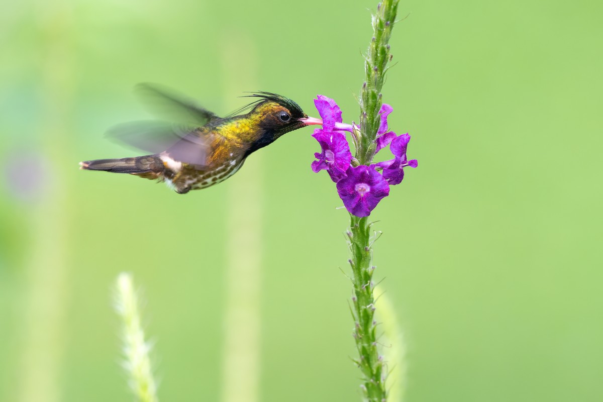 Black-crested Coquette - ML646989580