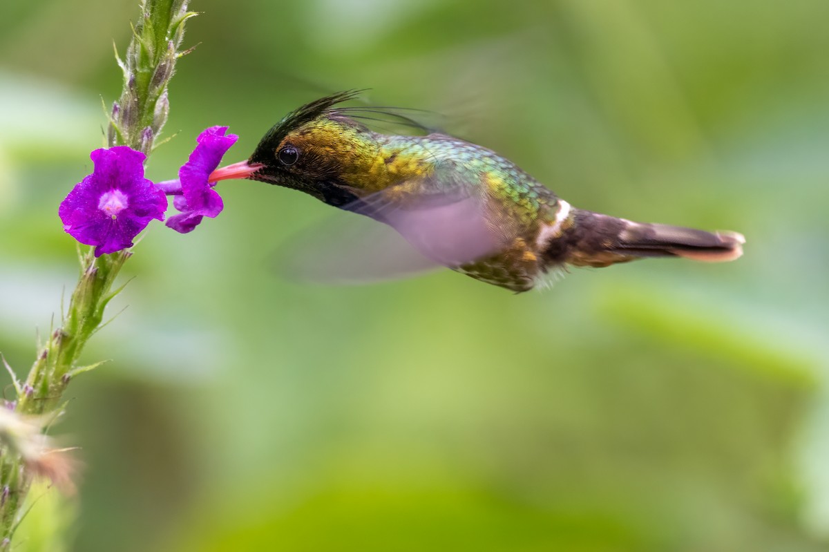 Black-crested Coquette - ML646989582