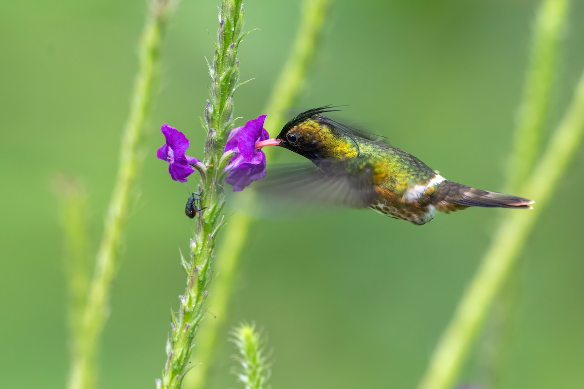 Black-crested Coquette - ML646989583