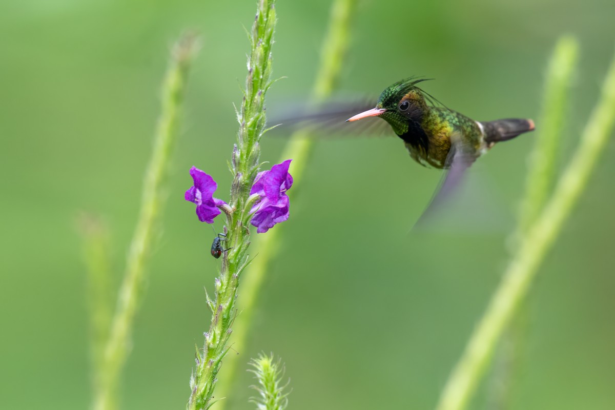 Black-crested Coquette - ML646989584