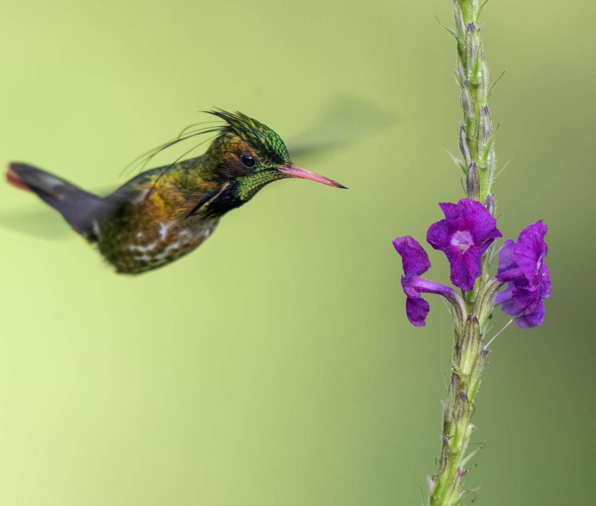 Black-crested Coquette - ML646989586