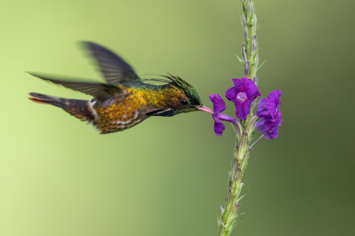Black-crested Coquette - ML646989587