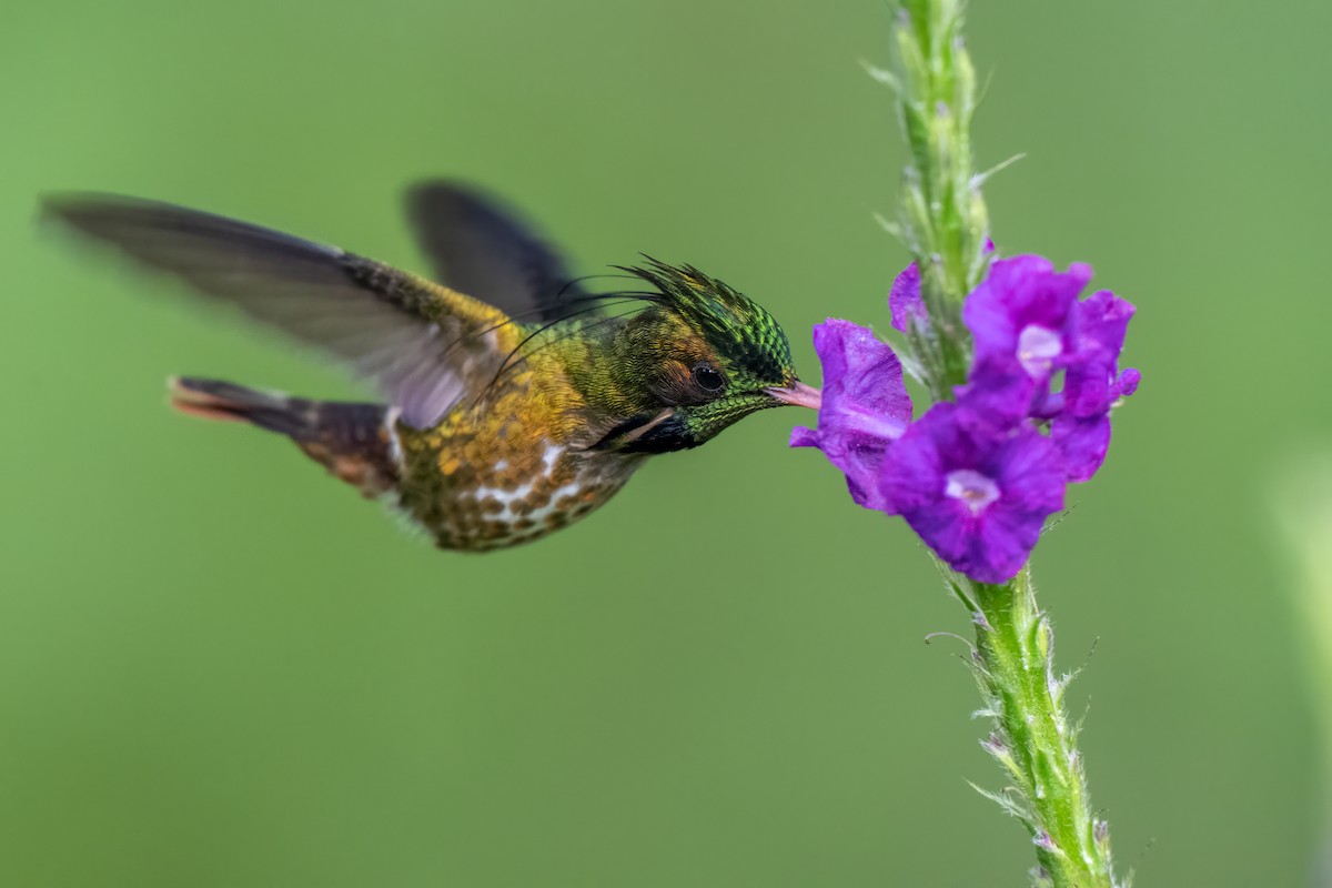 Black-crested Coquette - ML646989590